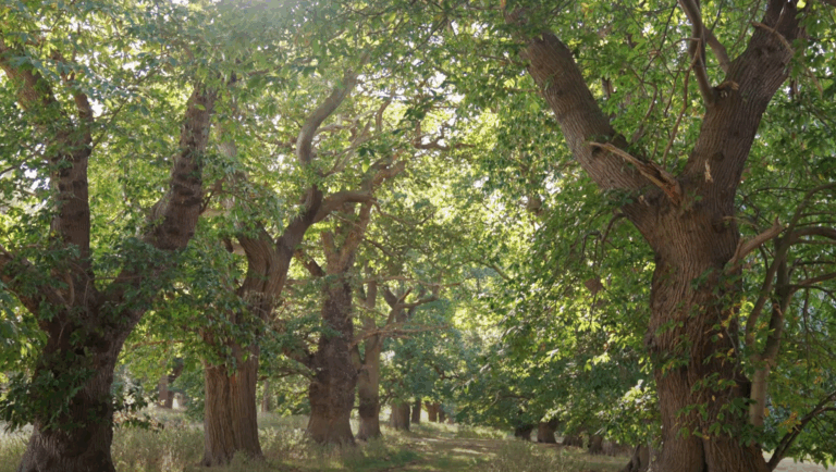 General Reminders for MF4